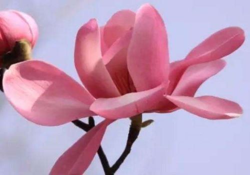 读这四首诗词 欣赏辛夷花的风姿 百科ta说