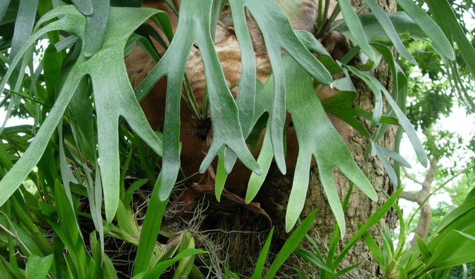  p>鹿角蕨科(学名:platyceriaceae)是真蕨目下一科的植物. /p>