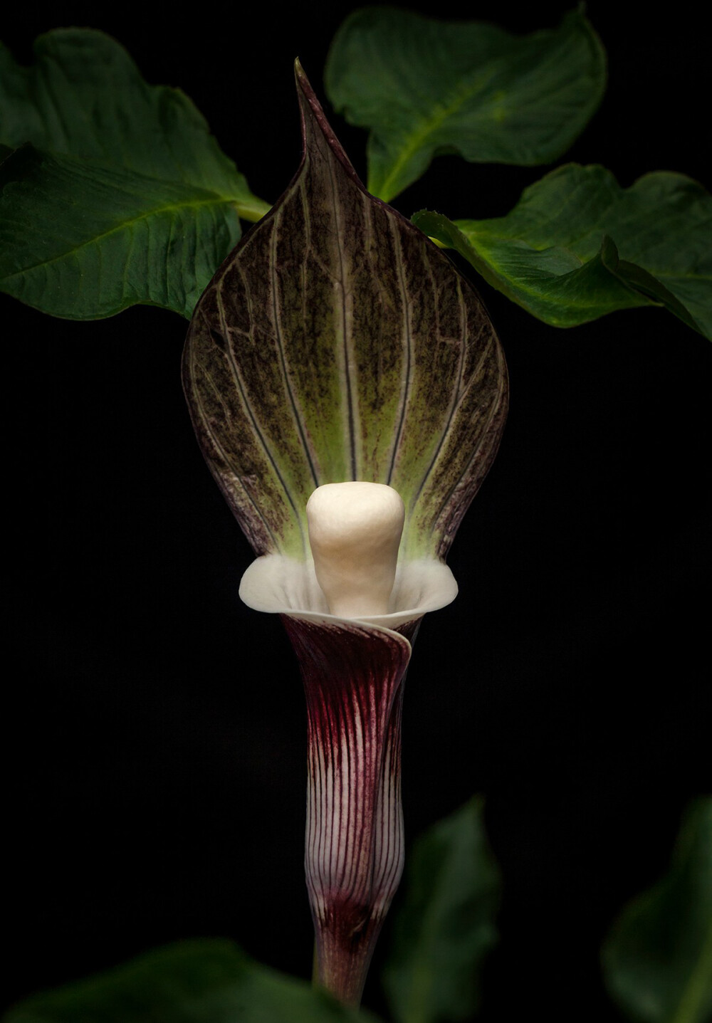  p data-id="tb0mct7rbj7t">灯台莲( i>arisaema bockii /i> engl.