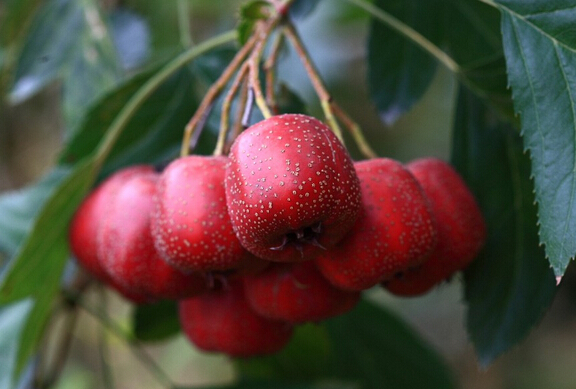  p>蓟县红果是天津的特产,具有悠久的种植销售历史.