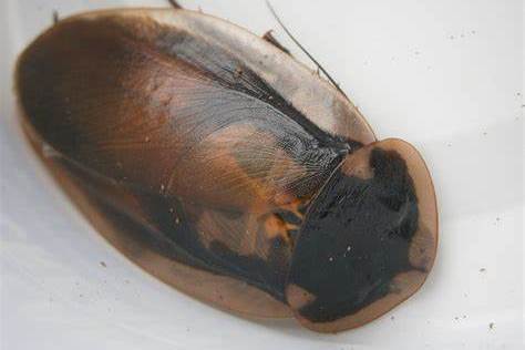  p data-id="gn3sx9uwrn">黑斑裂蠊,属于动物界,节肢动物门 蜚蠊目