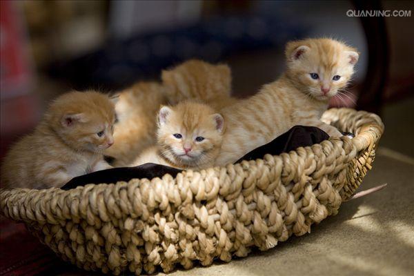  p>家猫(学名: i>felis catus /i>)俗称猫咪,是食肉目猫科,猫属 a