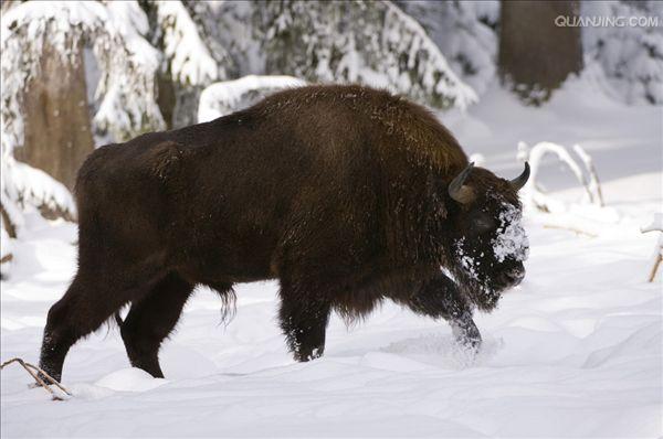 欧洲野牛(aurochs)