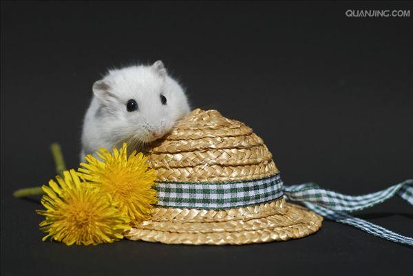 在冬天随着阳光的照射毛色会有一半野生三线色转变成白色,接近银狐色