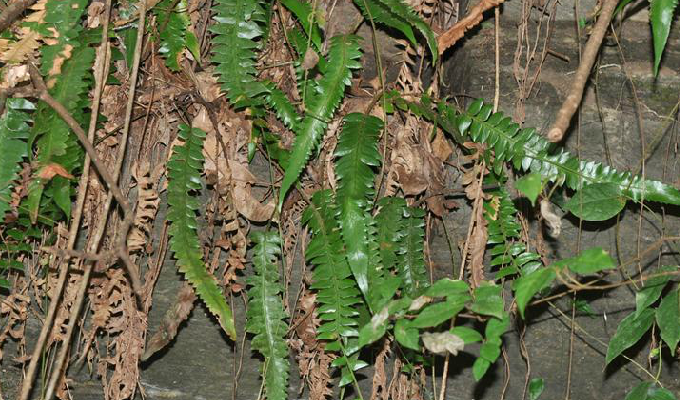  p>单叶鞭叶蕨(学名: i>cyrtomidictyum basipinnatum /i> (bak.