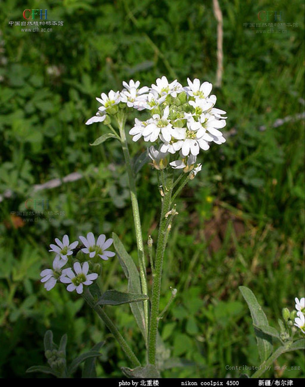  p>团扇荠属(拉丁文:berteroa dc.