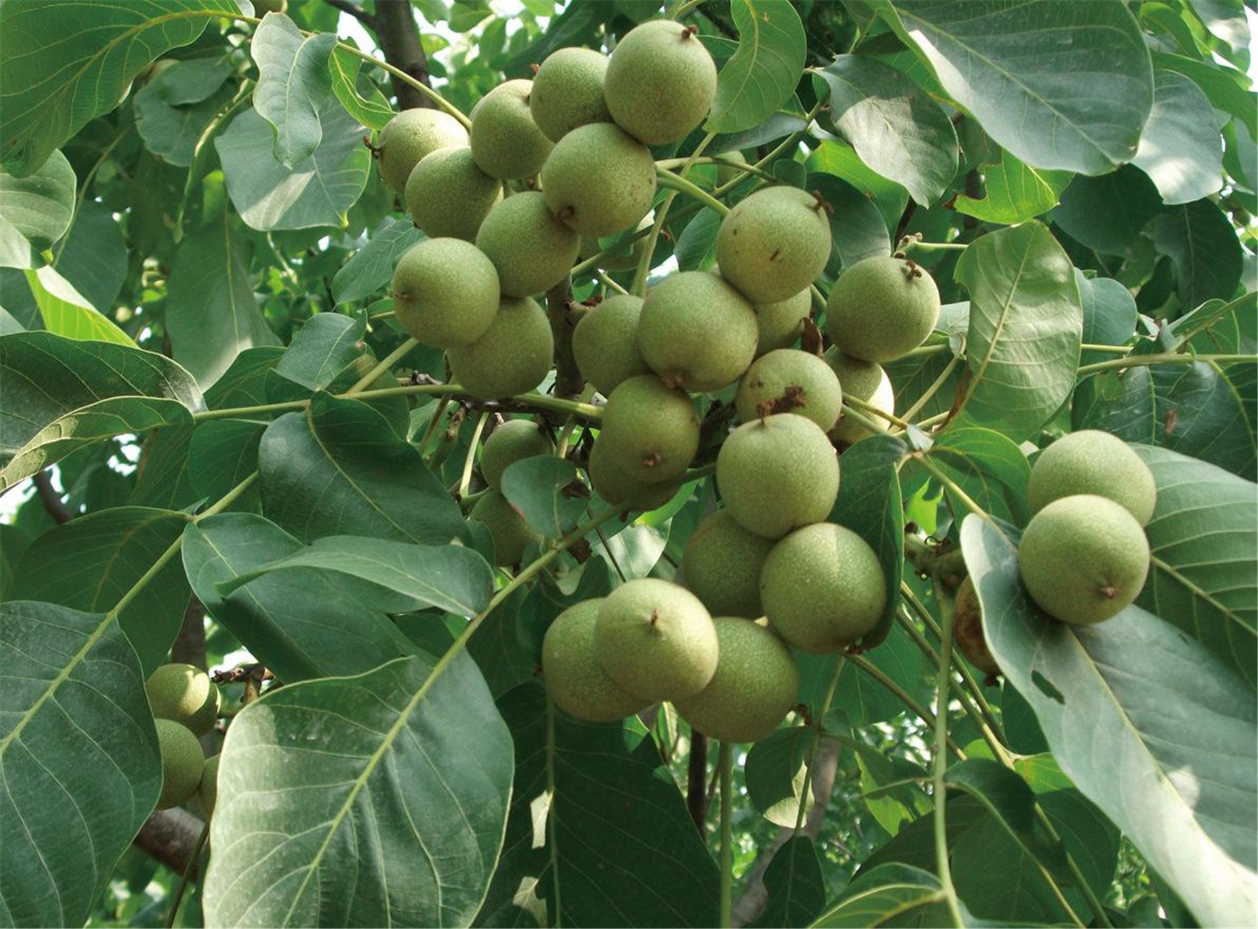  p>胡桃(拉丁学名  i>juglans regia  /i> l. ),俗称核桃 i>.