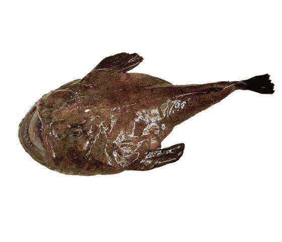  p>鮟鱇(ān kāng),俗称蚧巴鱼,蛤蟆鱼,海蛤蟆, a target="_blank"