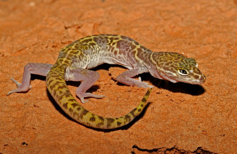  p>带斑壁虎(学名: i>coleonyx variegatus /i>):体长10-15厘米,吻长