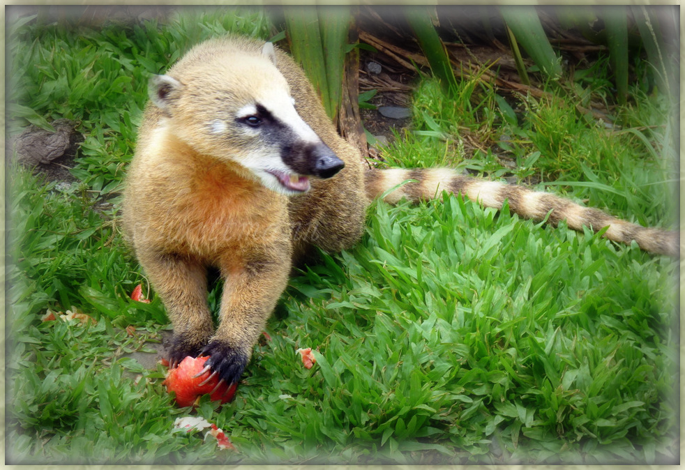  p>南浣熊(学名:nasua nasua),喜树上攀爬并以尾巴保持平衡,在地面时