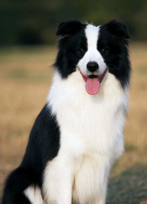  p>边境柯利牧羊犬原产于苏格兰边境,是柯利犬其中的一个品种.