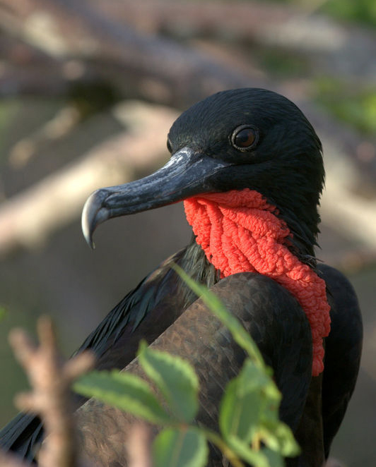  p>小军舰鸟(学名: i>fregata minor /i>):为 a target="_blank" href