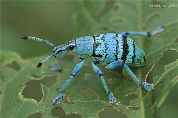  p> a href="#">鞘翅目 /a>(coleoptera)象甲科( i>curculionidae