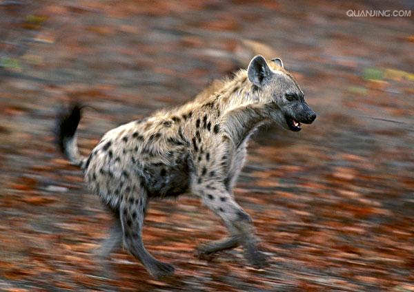  p>斑鬣狗(学名: i>crocuta crocuta /i>):又名斑点鬣狗,体长约95-160