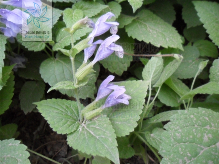  p>荨麻叶龙头草,拉丁名为meehania urticifolia (miq.