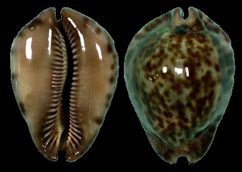  p>大花鼠宝螺(学名:trona stercoraria stercora