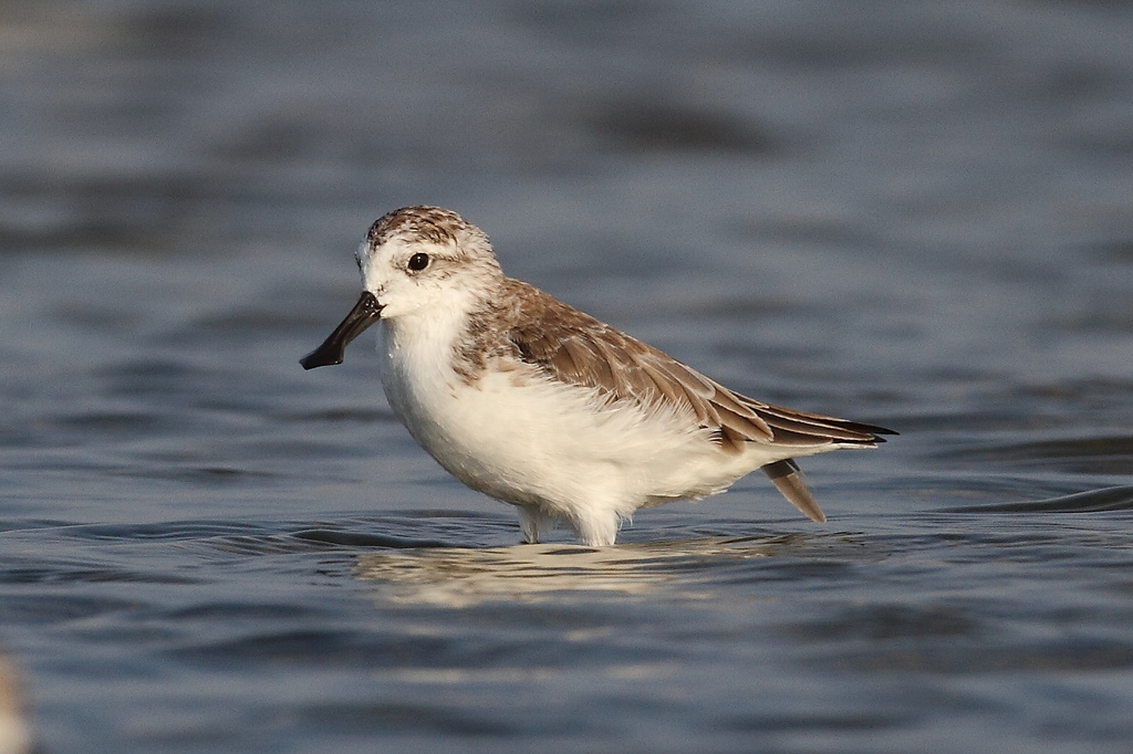  p>勺嘴鹬(学名: i>eurynorhynchus pygmeus /i>)是鹬科勺嘴鹬属鸟类