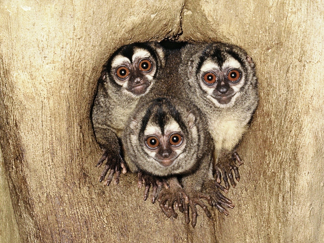  p>夜猴(学名: i>aotus trivirgatus /i>):体长240-370毫米,尾长316