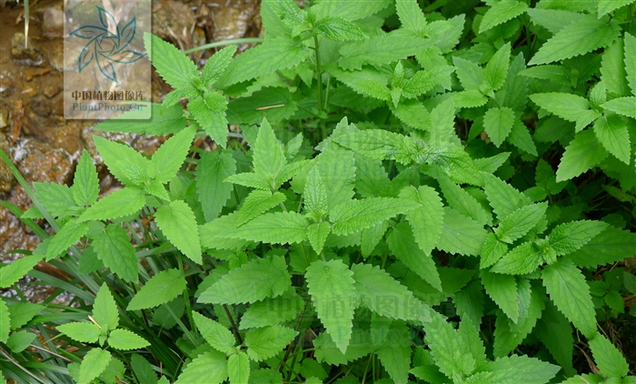  p> a target="_blank" href="/item/针筒菜/1749975" data-lemmaid="