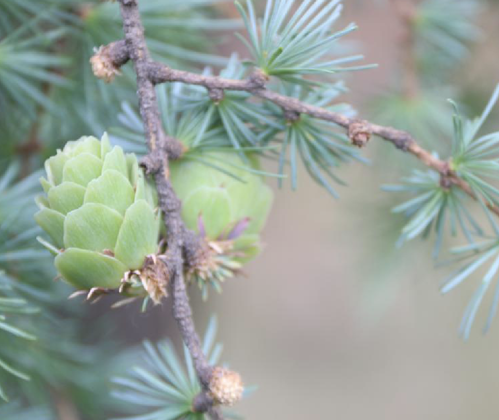  p>华北落叶松(学名: i>larix principis-rupprechtii /i> mayr)是