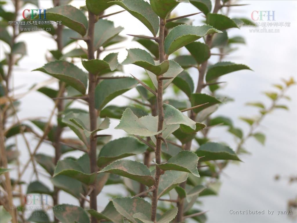  /i>),别名:凿子树, a target="_blank" href="/item/蒙子树/5991814