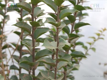 柞木（杨柳科柞木属植物）_百度百科