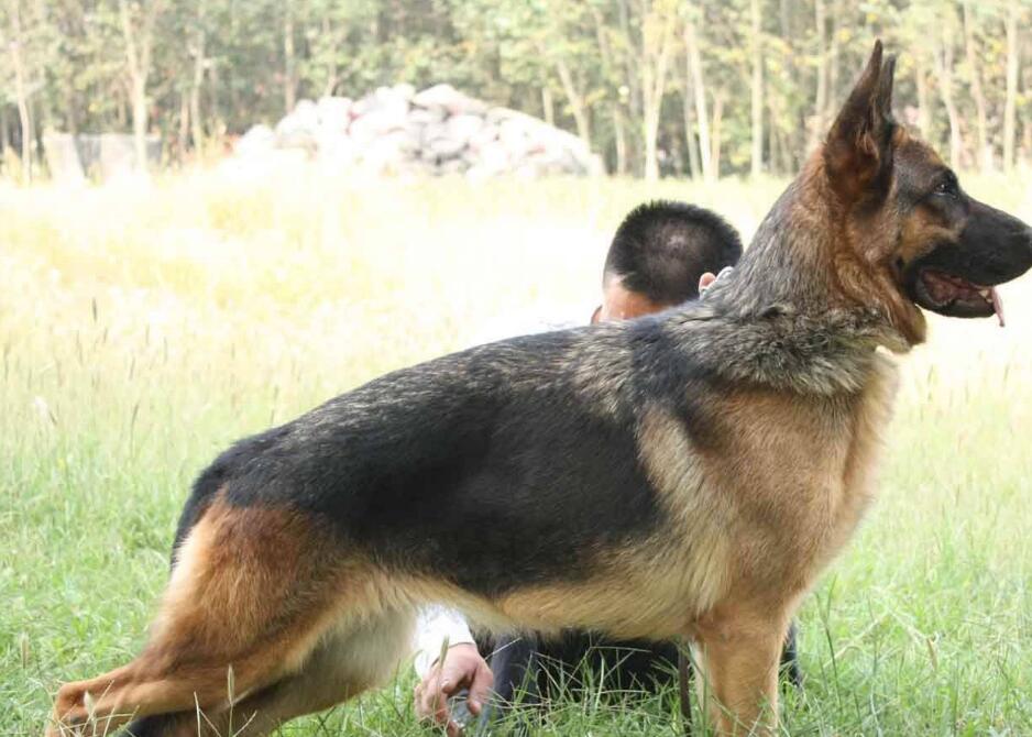 german shepherd