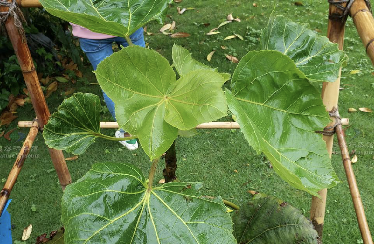  p>轻木(学名: i>ochroma lagopus  /i>swartz)是木棉科轻木属植物