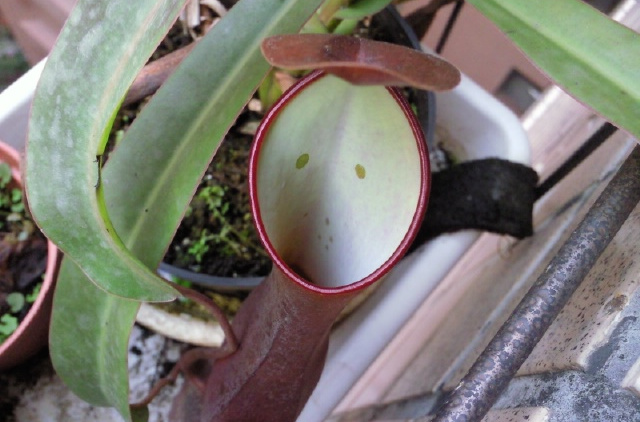 两眼猪笼草有很多的颜色,从绿色到暗红色都有.