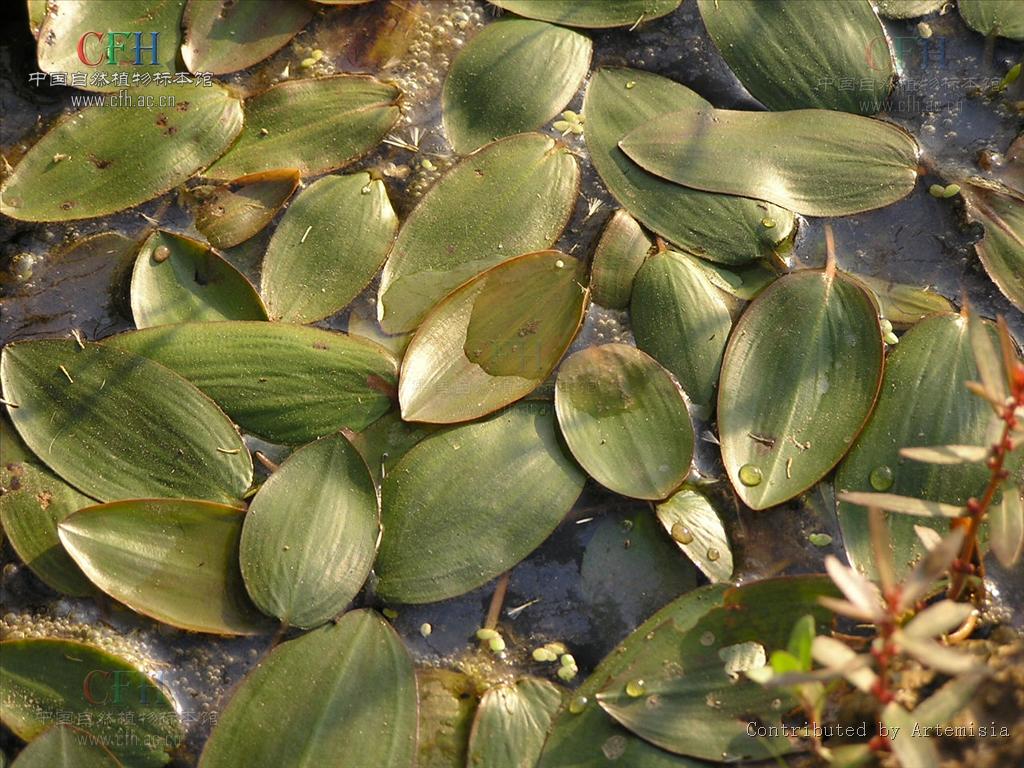  p>浮叶眼子菜(学名: i>potamogeton natans /i> l.