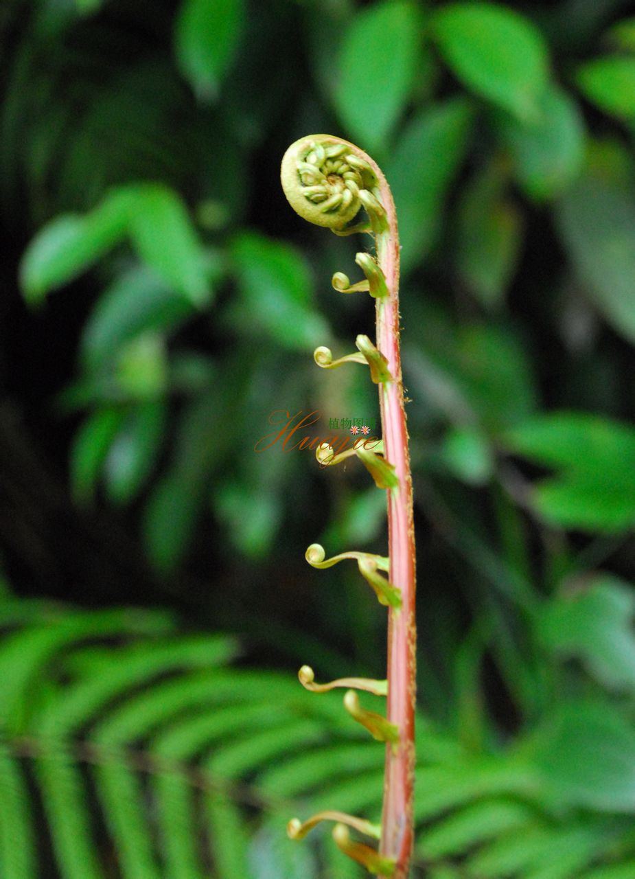  p data-id="gnffcrxzsp">瘤足蕨( i>plagiogy