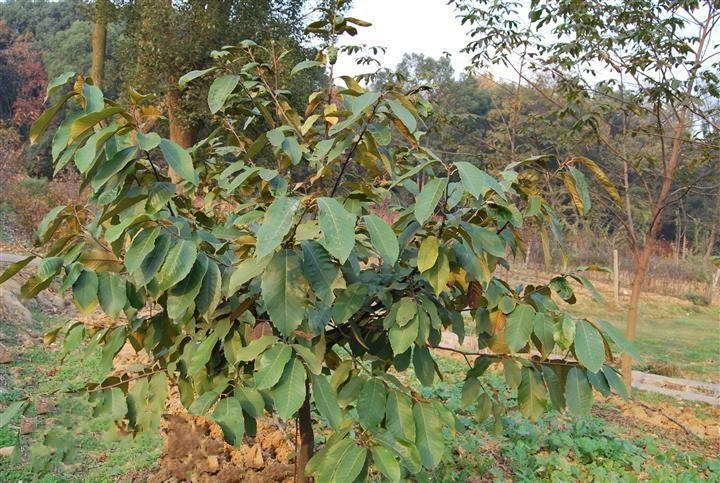  p>钩锥(学名: i>castanopsis tibetana /i> hance)是壳斗科,锥属 a