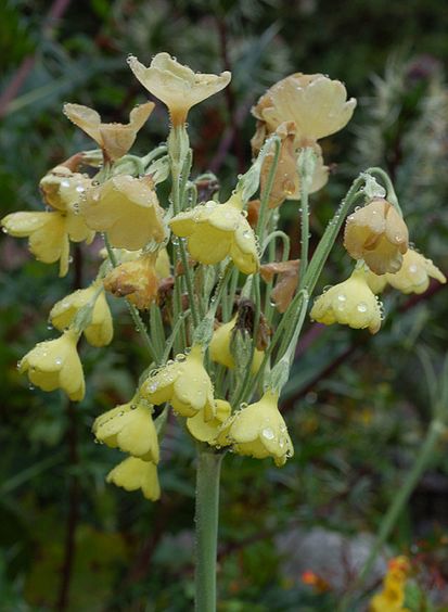  p>钟花报春(学名: i>primula sikkimensis /i> hook. f.