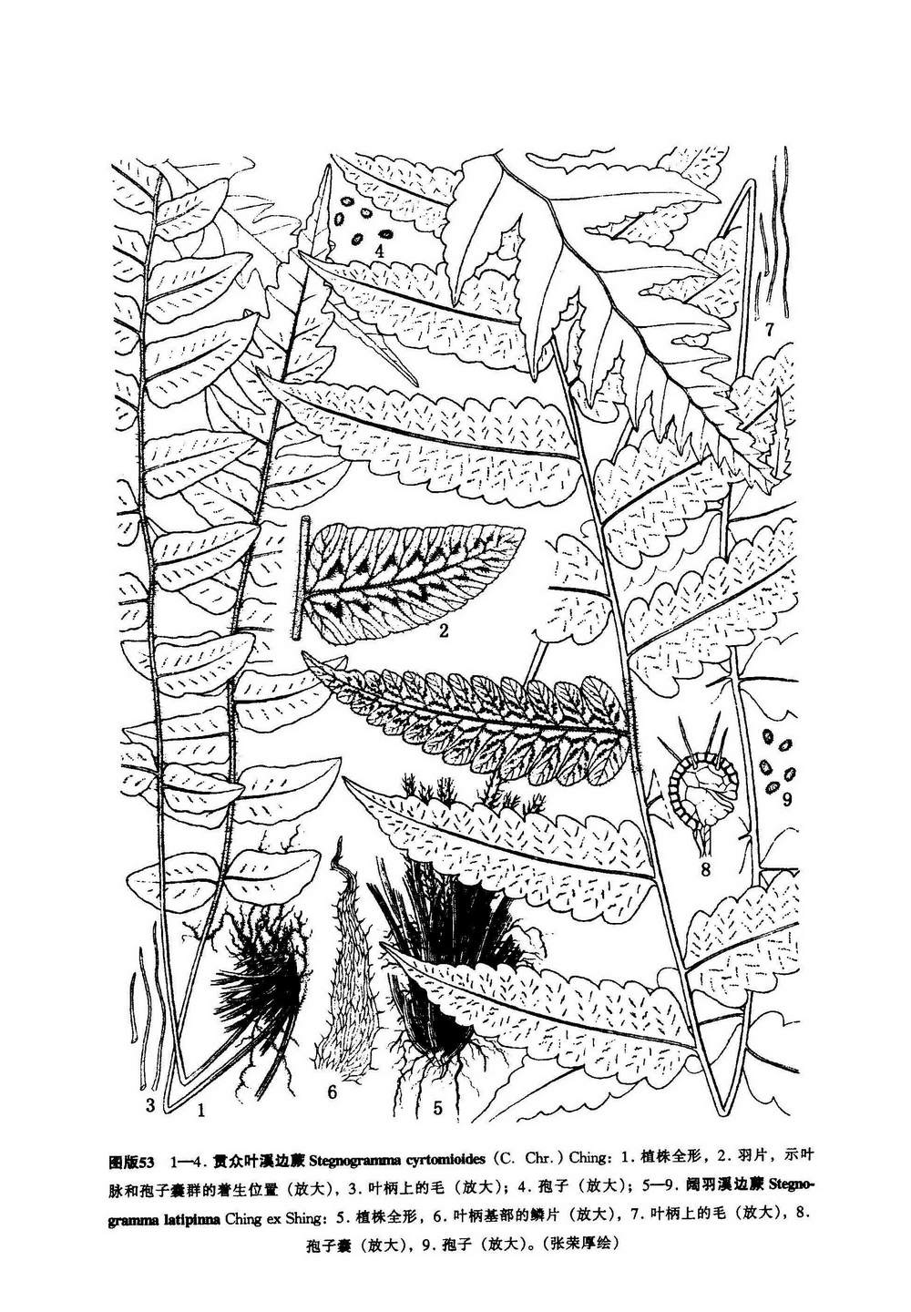 x. lin)是金星蕨科溪边蕨属植物,植株高约70厘米.