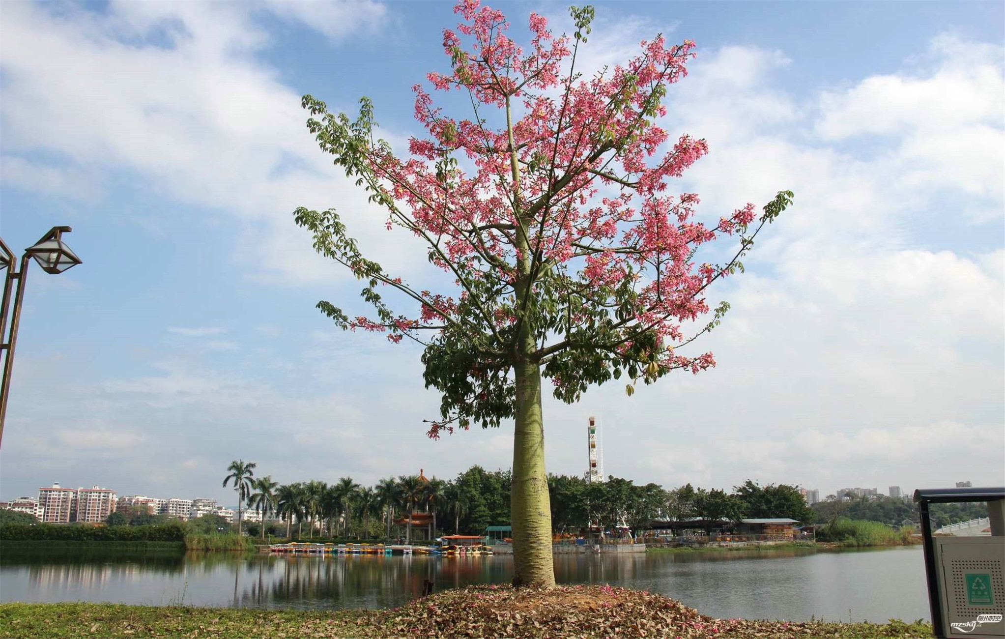  p>木棉树,别称 a target="_blank" href="/item/攀枝花/10894722"