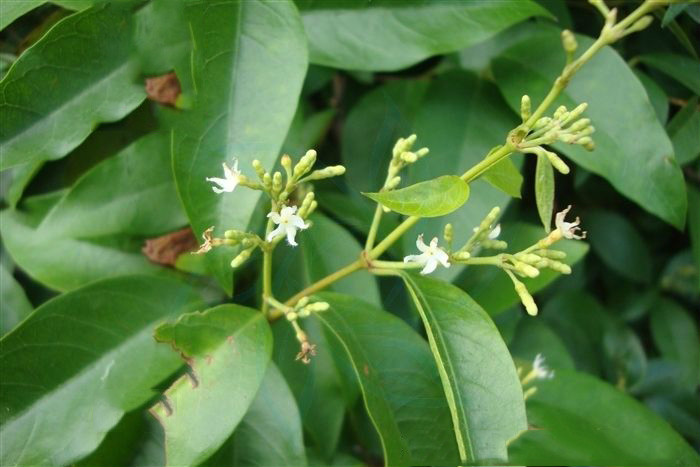  p>印度羊角藤(原亚种), a target="_blank" hr