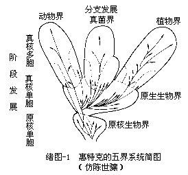 分类阶元_百度百科