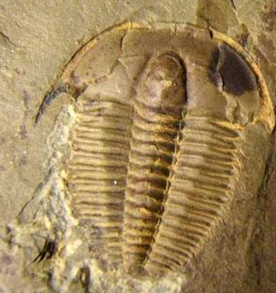 狮头虫,有宽阔的头部,并延长至侧面和尾部异常结实的颊部壳针处,还