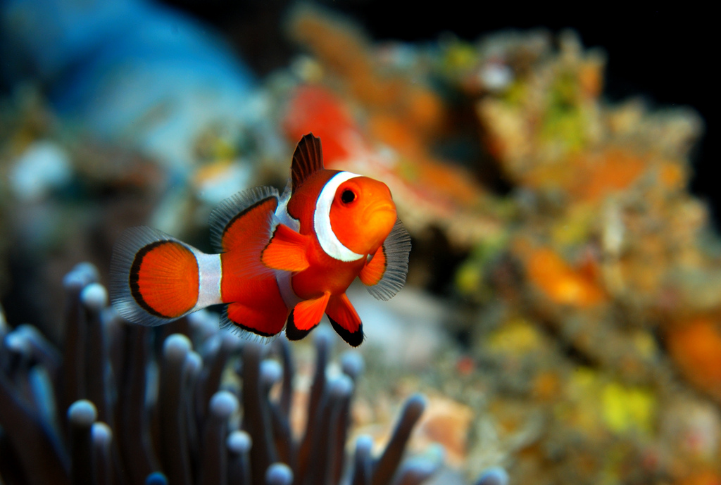  p>眼斑双锯鱼(学名: i>amphiprion ocellaris /i>)是雀鲷科,双锯鱼属