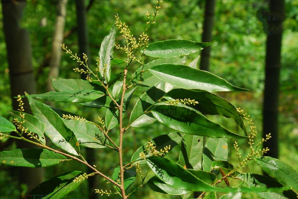  p>日本五月茶(学名:antidesma japonicum sieb. et zucc.