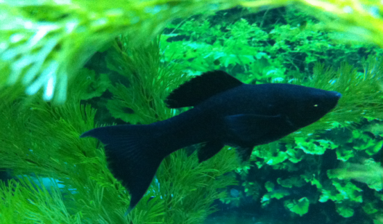 黑玛丽九号茄子