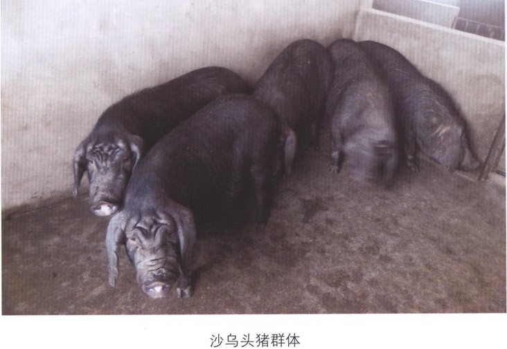 崇明沙乌头猪