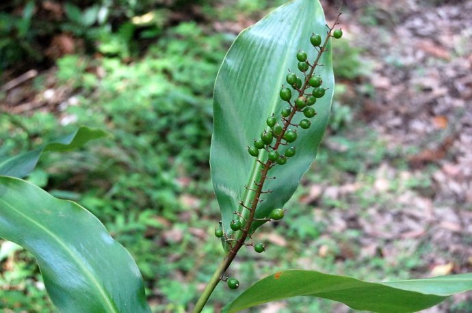  p>华山姜( a href="#" data-lemmaid="8074290">学名 /a>: i>alpinia