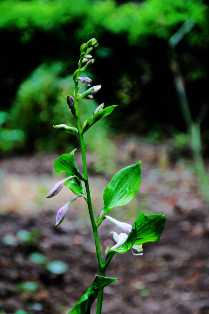  p>垫丛紫萼藓, a target="_blank" href="/item/植物/142914" data