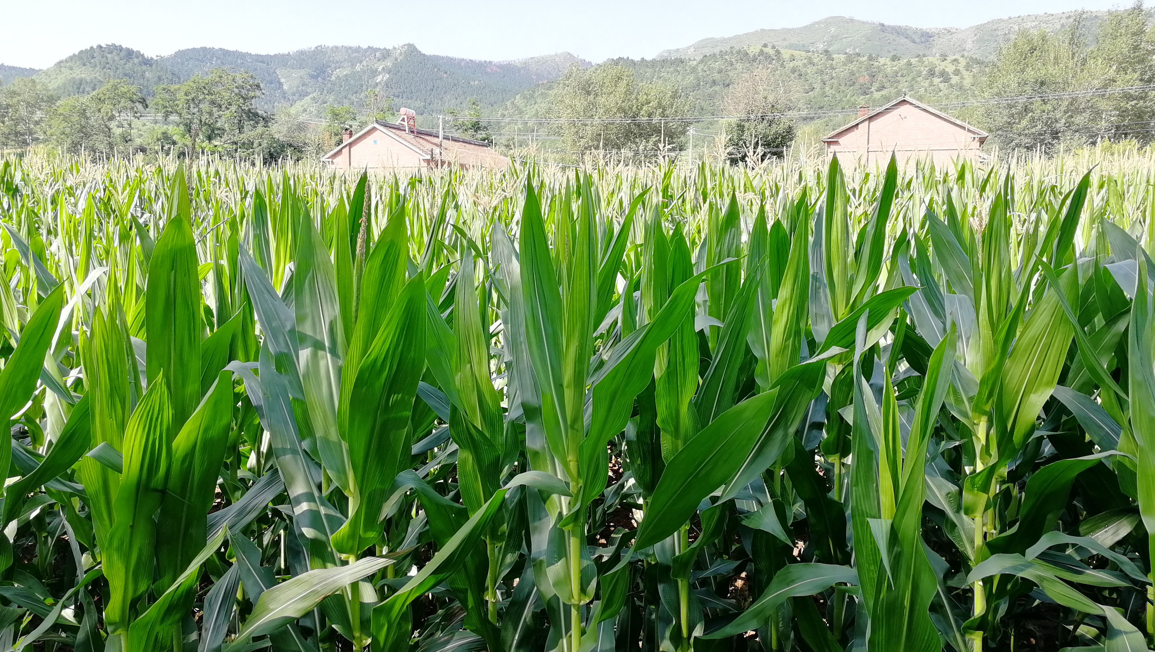  p>庄稼是一个汉语词汇,意思是指 a target="_blank" href="/item