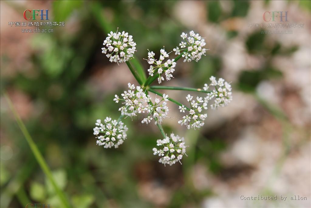  p>蛇婆子属,约50种,其中 a target="_blank" href="/item/蛇婆子