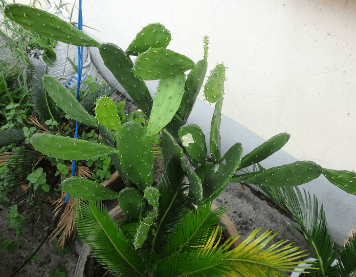  p>仙巴掌即 a href="#" data-lemmaid="4967">仙人掌 /a>,也叫仙人扇