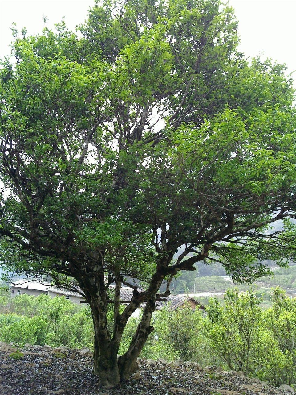 传说南宋末年,宋帝赵景南下潮汕,路经凤凰山区乌际山,日甚渴,侍从们采