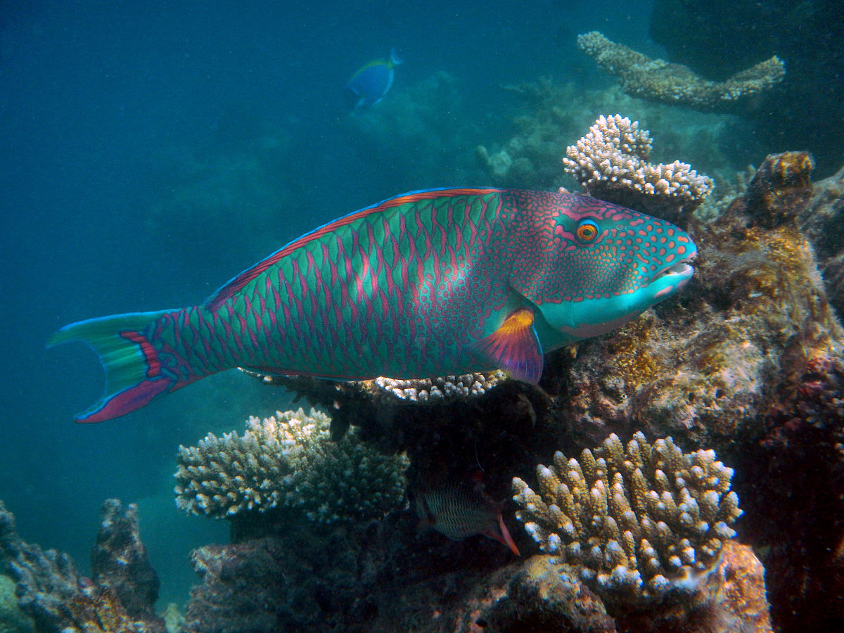  p>横纹鹦嘴鱼 ,属于动物界,脊索动物门脊椎动物亚门. /p>