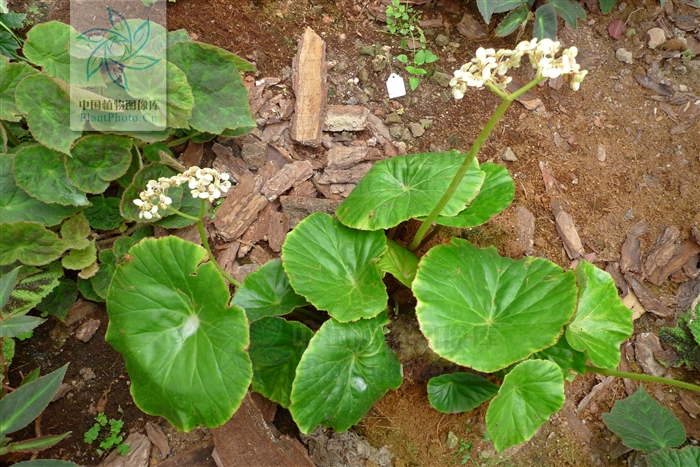  p>大叶秋海棠(学名: i>begonia megalophyllaria /i>  c. y.